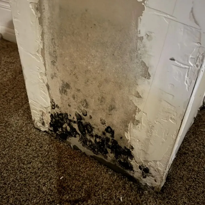 Professional Mold Removal in Marshall County, MN